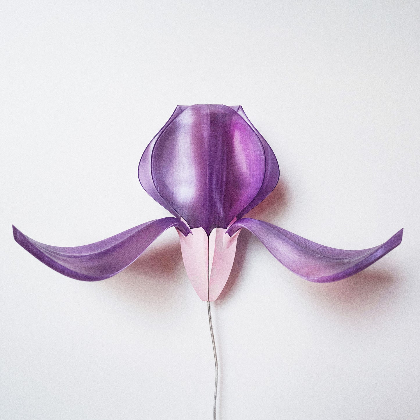 IRIS VITIS - applique - rose