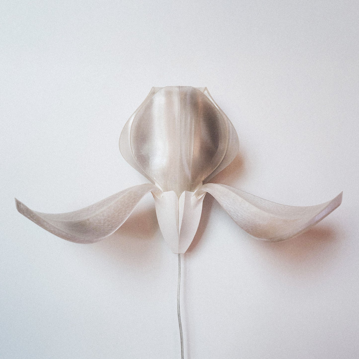 IRIS VITIS - applique - blanche