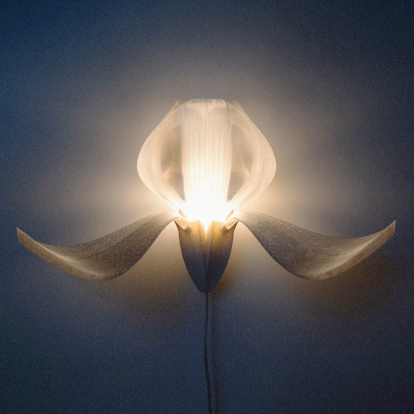 IRIS VITIS - applique - blanche