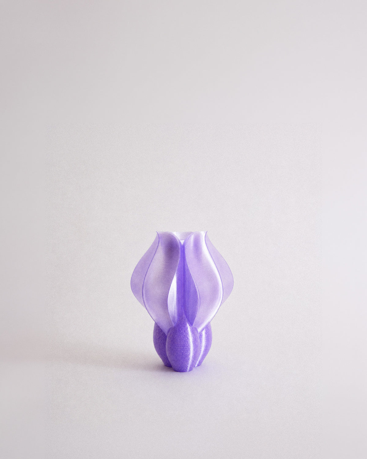 Vase IRIS BULBILIS
